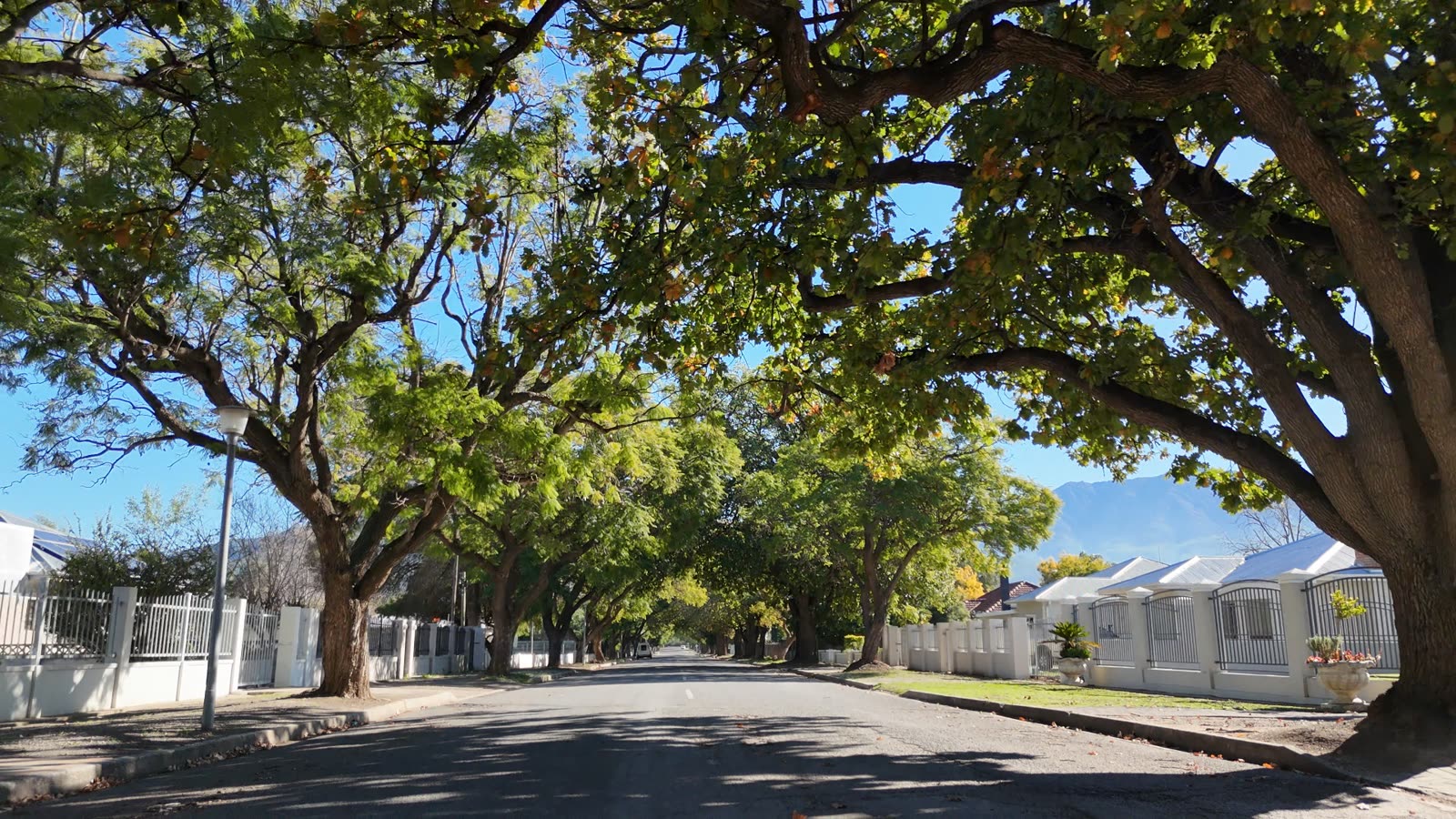 Oak-lined street in Robertson